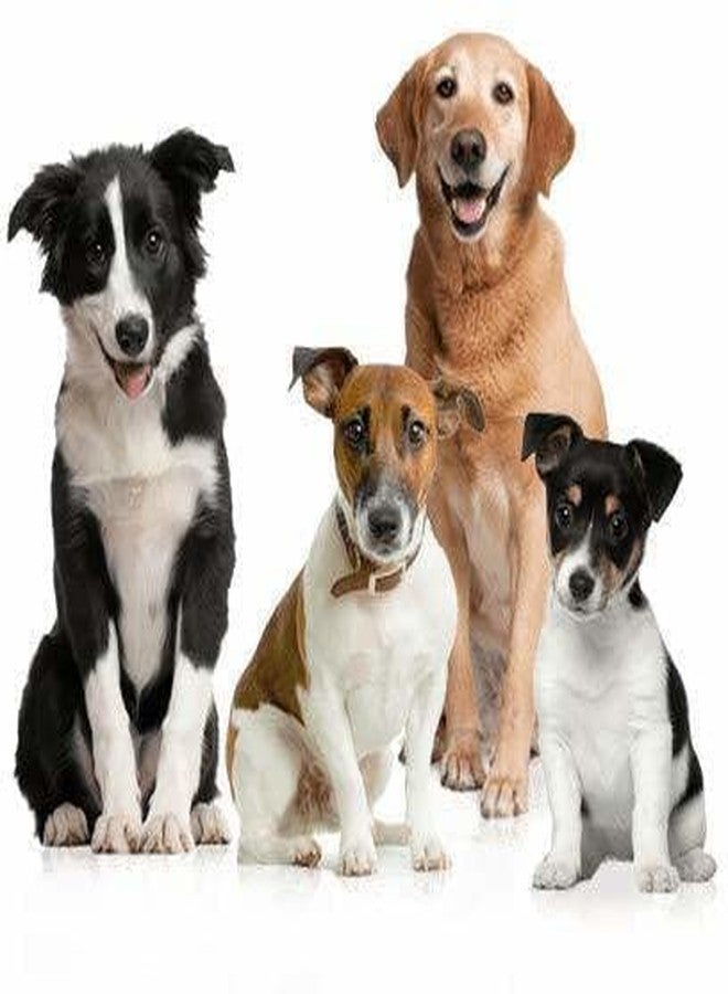 Petslover طقم سرج وطوق ومقود للكلاب من النايلون المبطن بالفرو من بيتسلوفر، وحزام صدر قابل للتعديل (مقاس الصدر - 23-28 بوصة) (صغير - 0.75 بوصة، أزرق) - Image 4